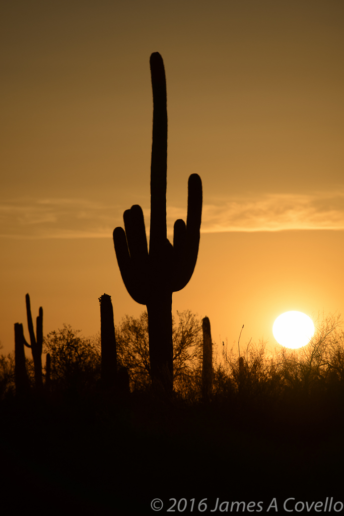 Nikon 300mm f/4E PF Conquers the Desert Sun