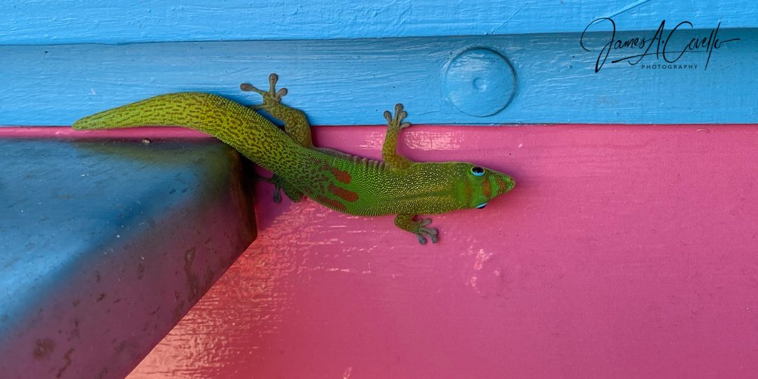Day-Glow Gecko