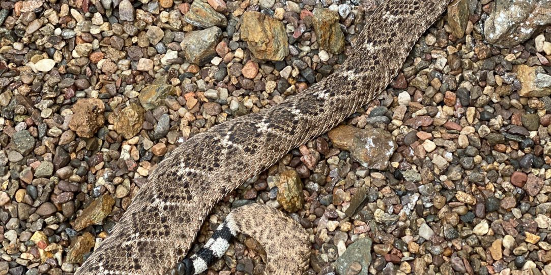 The Rattlesnake under the Shed