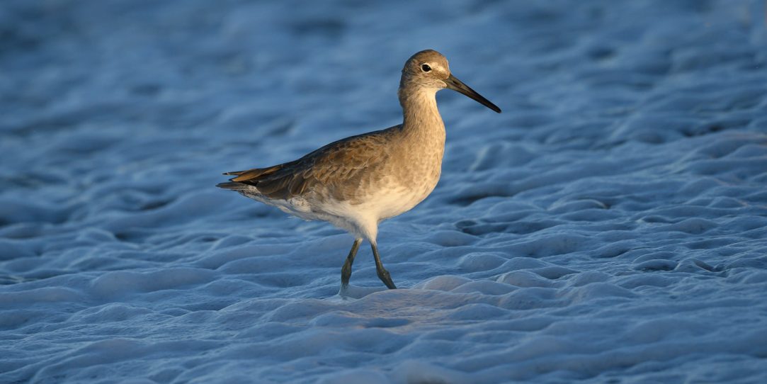 Shorebirds Afoot, Oxnard Edition