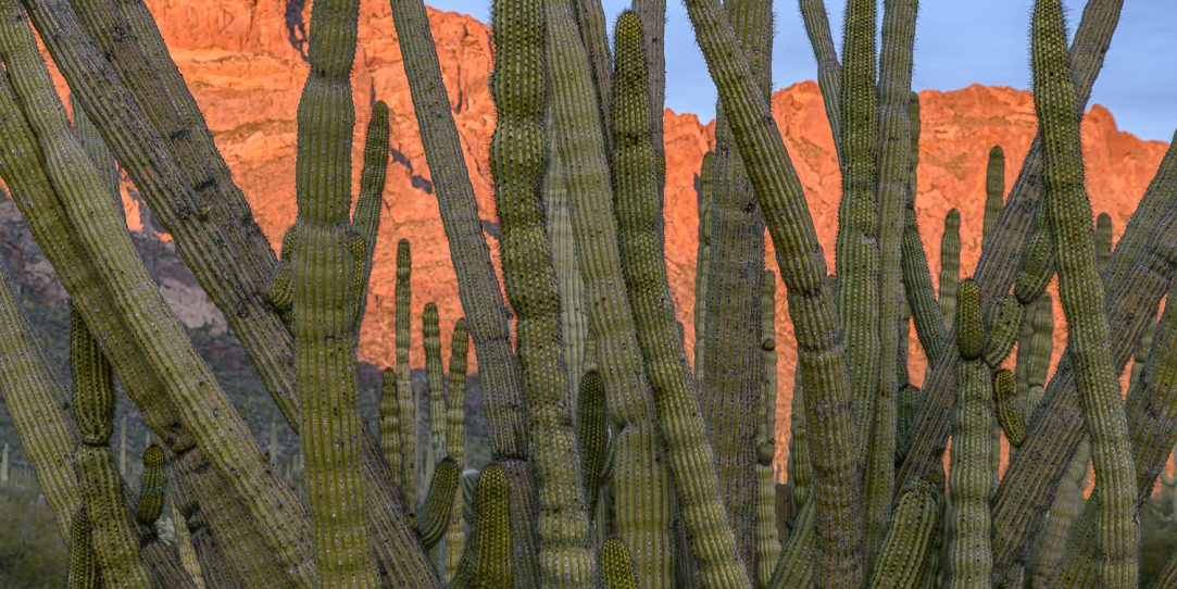 Belated Visit: Organ Pipe Cactus National Monument