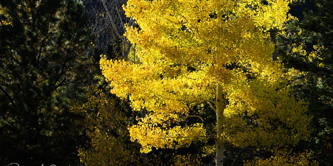 More Colorado Fall Color