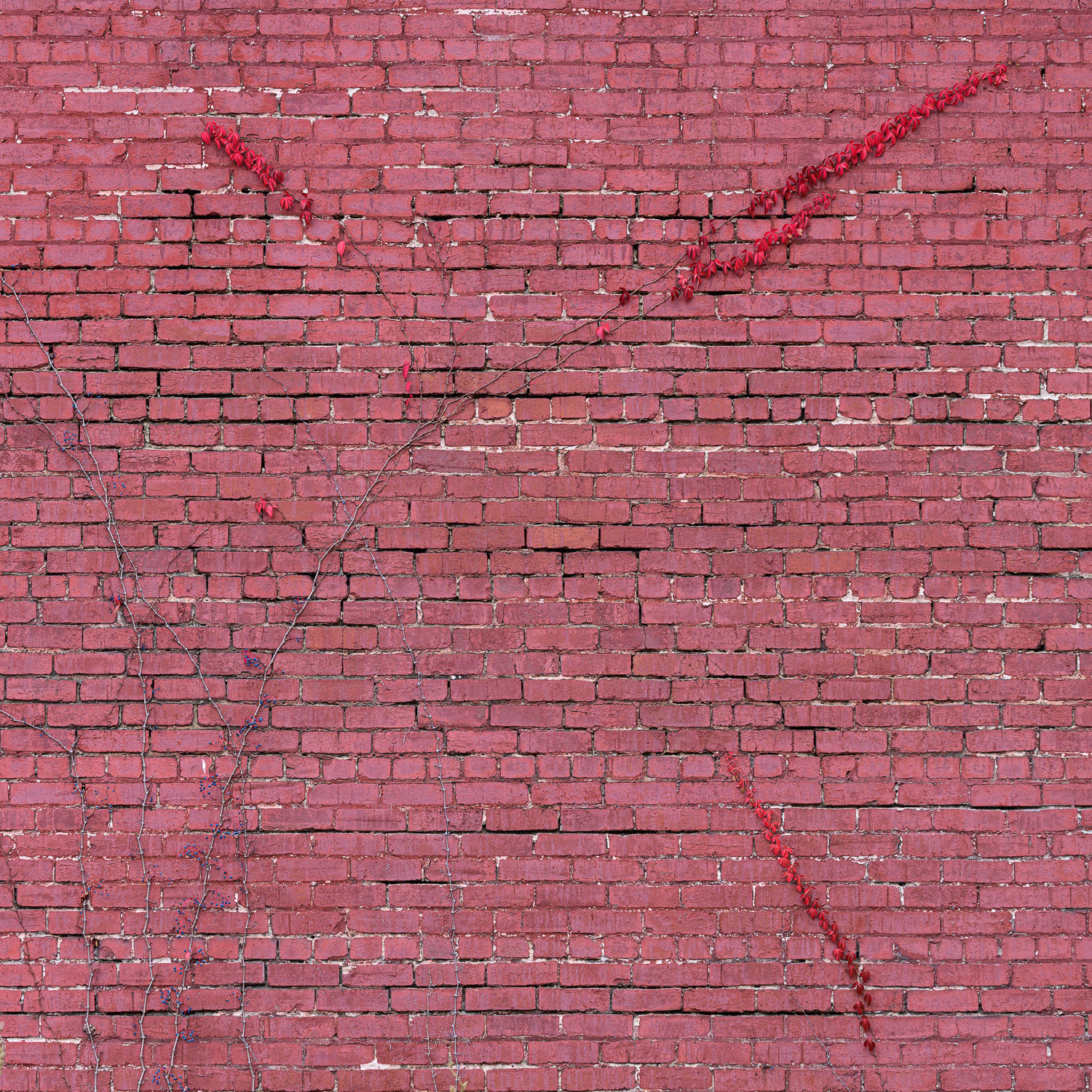 Red Vines