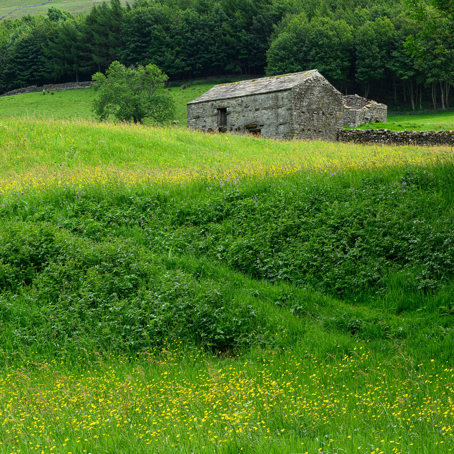 Fields, Forests, and Falls