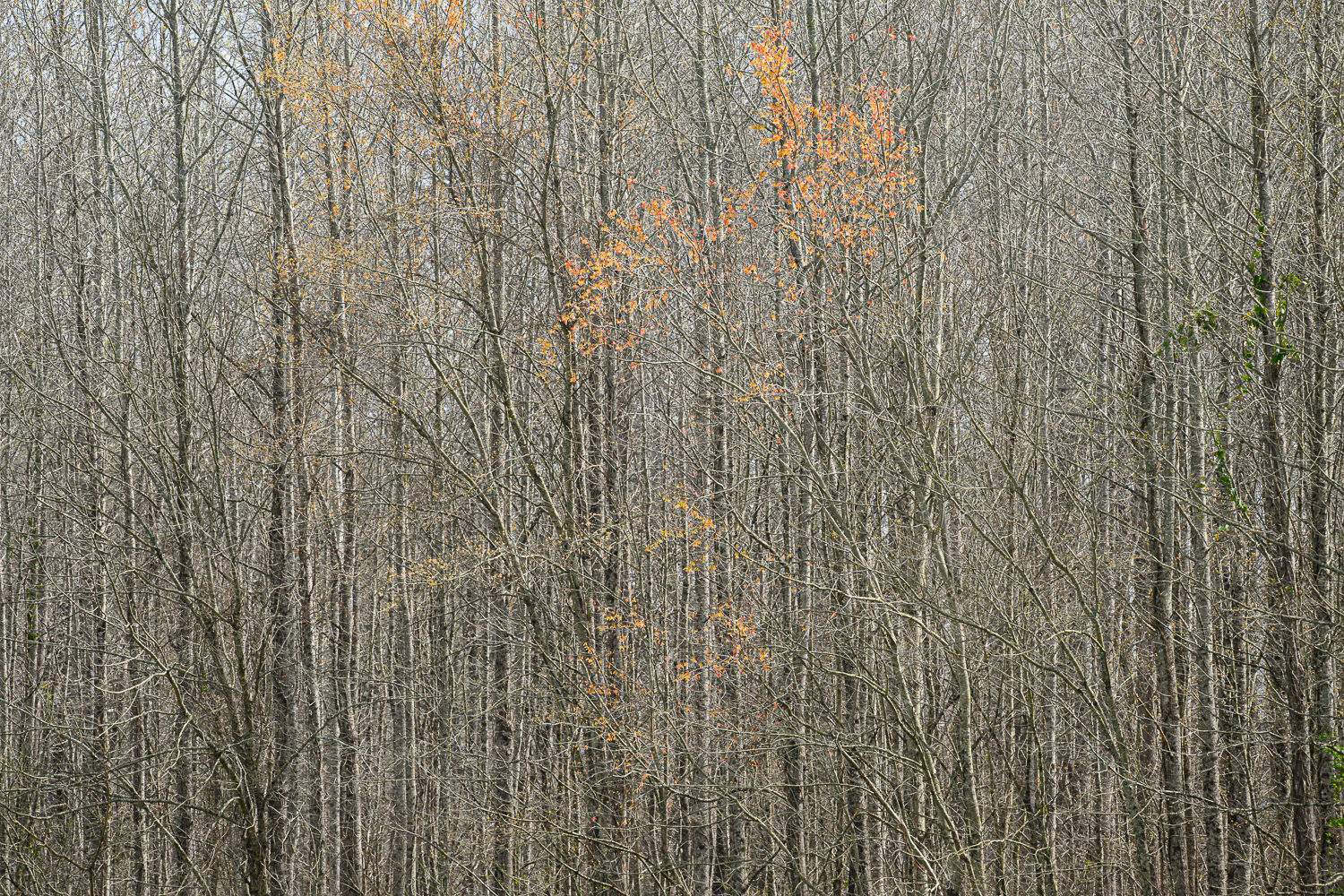 Remnants