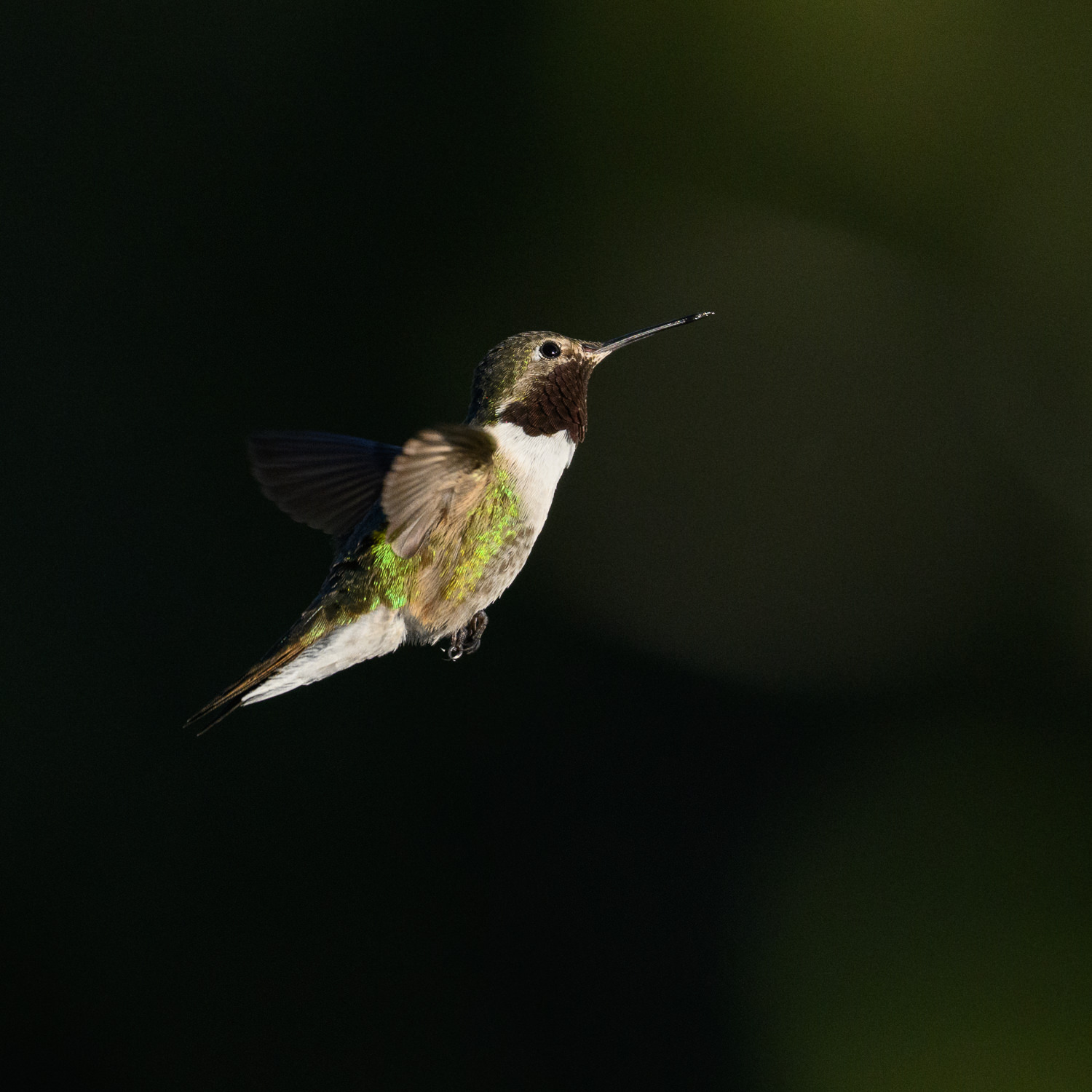 Hummingbirds in Wyoming