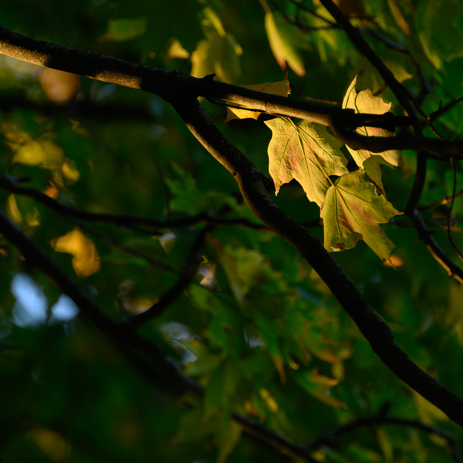 Michellaneous Details