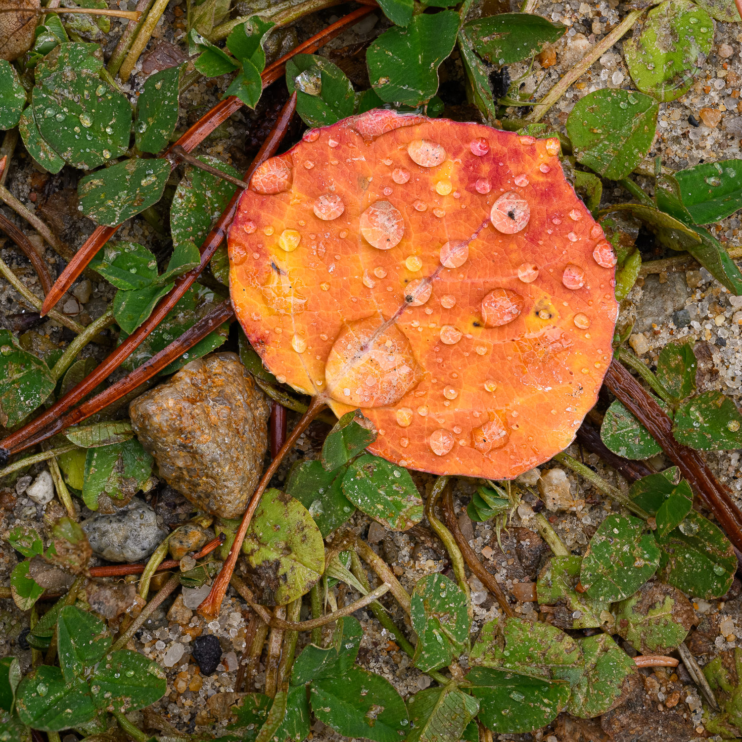 Leadville Fall Color