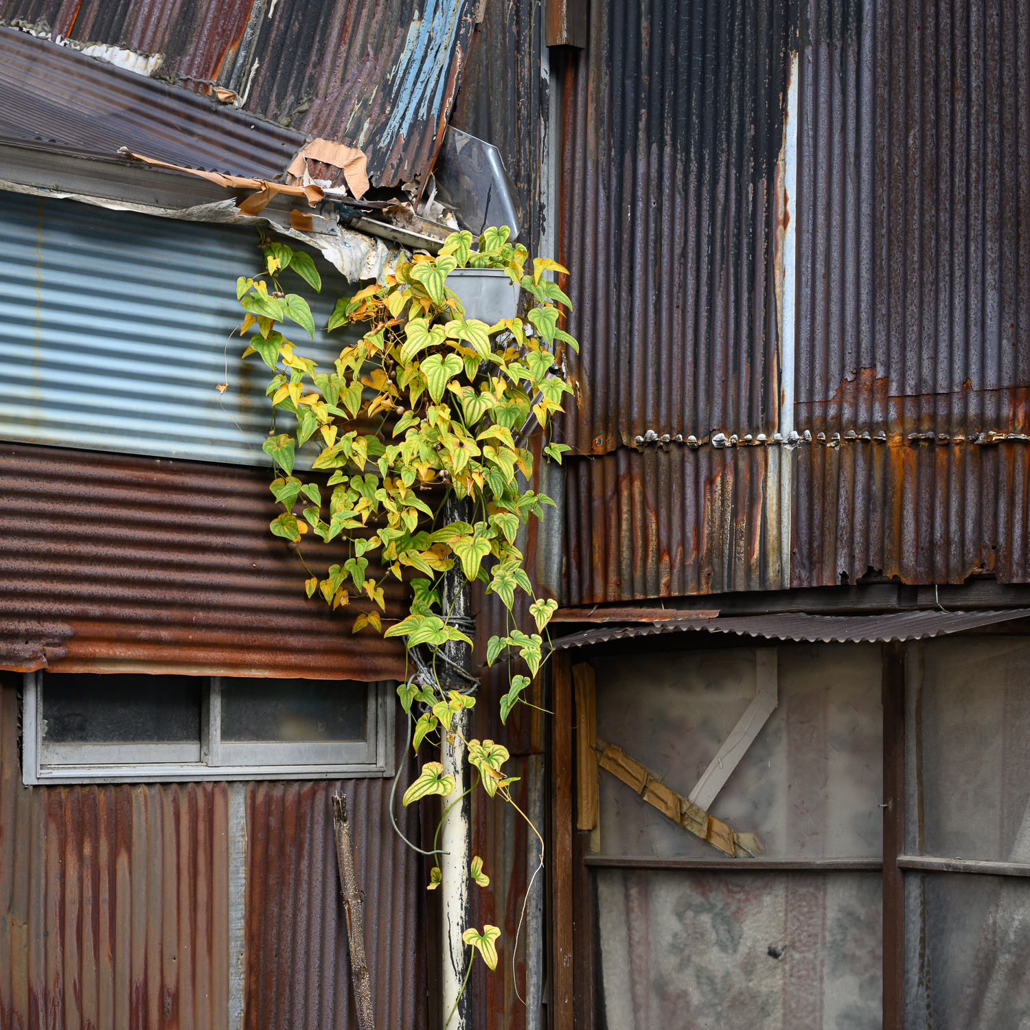 Dilapidation, Tokyo-Style