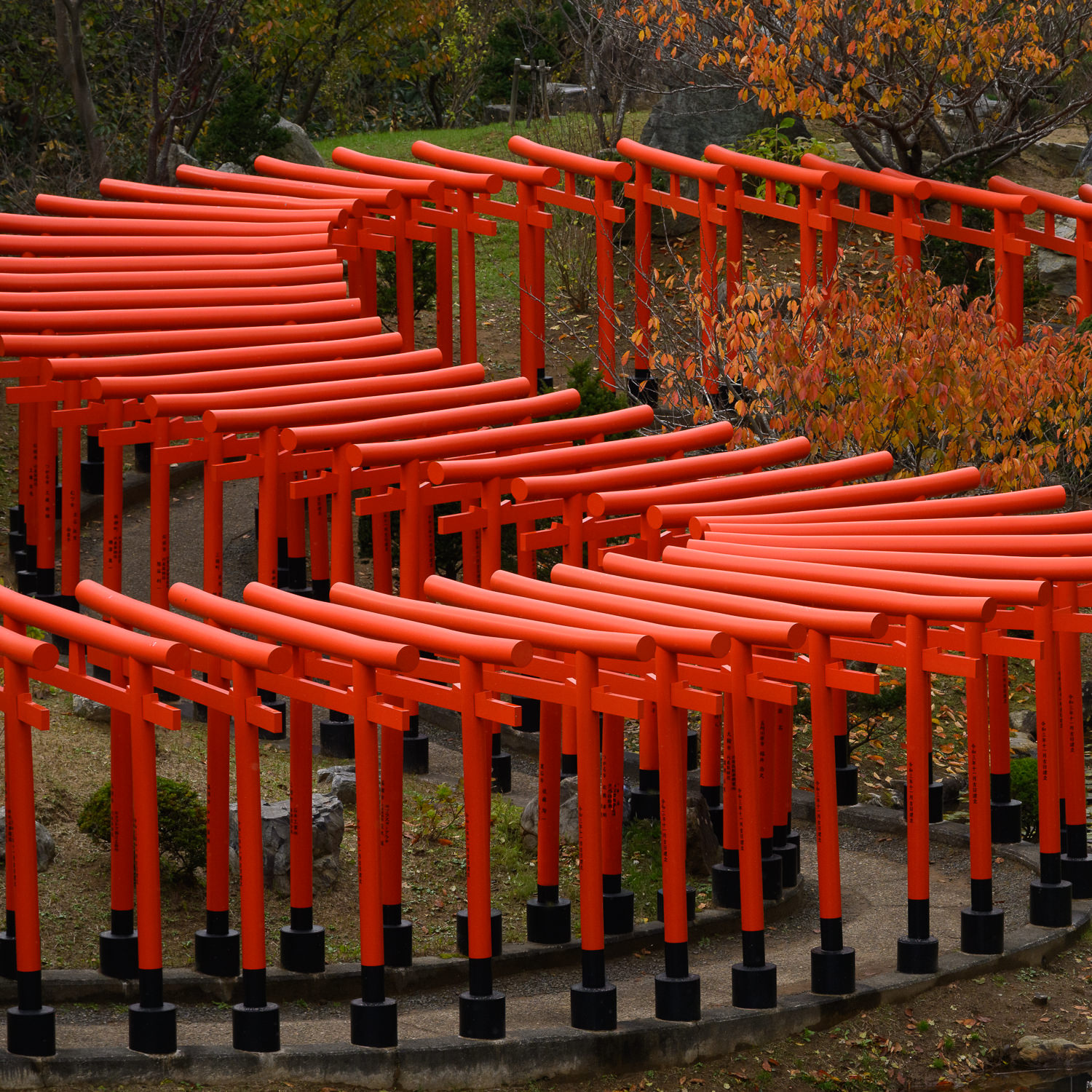 Torii! Torii! Torii!