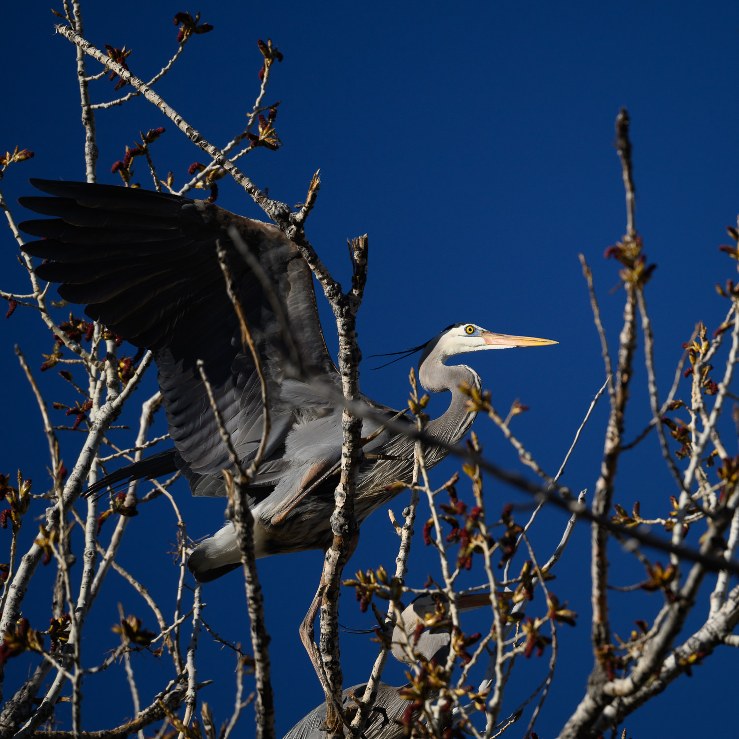 Herons and Owls Aplenty