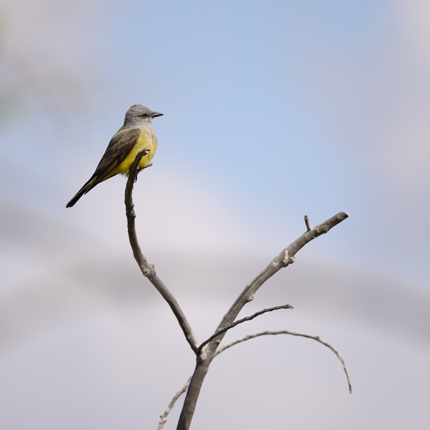 Birds of Barr Lake