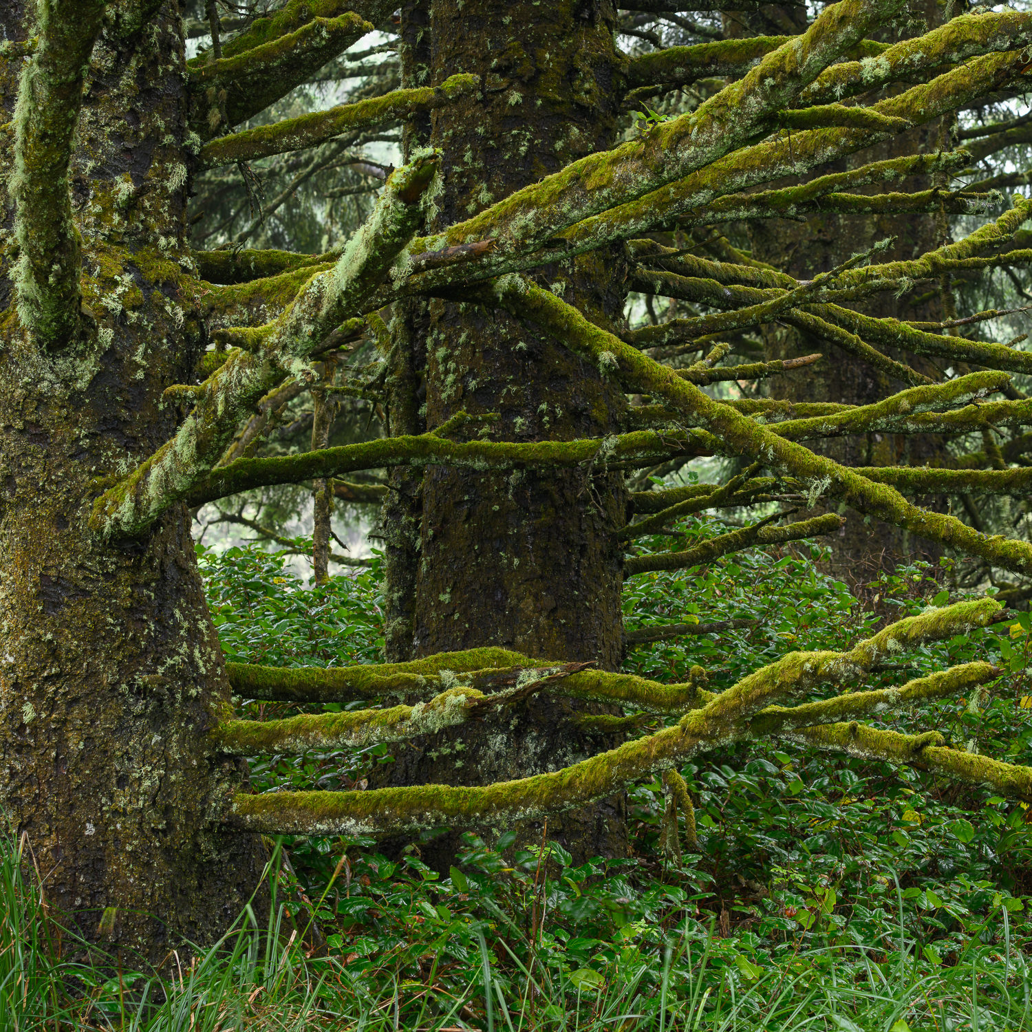 Tillamook County Woodlands