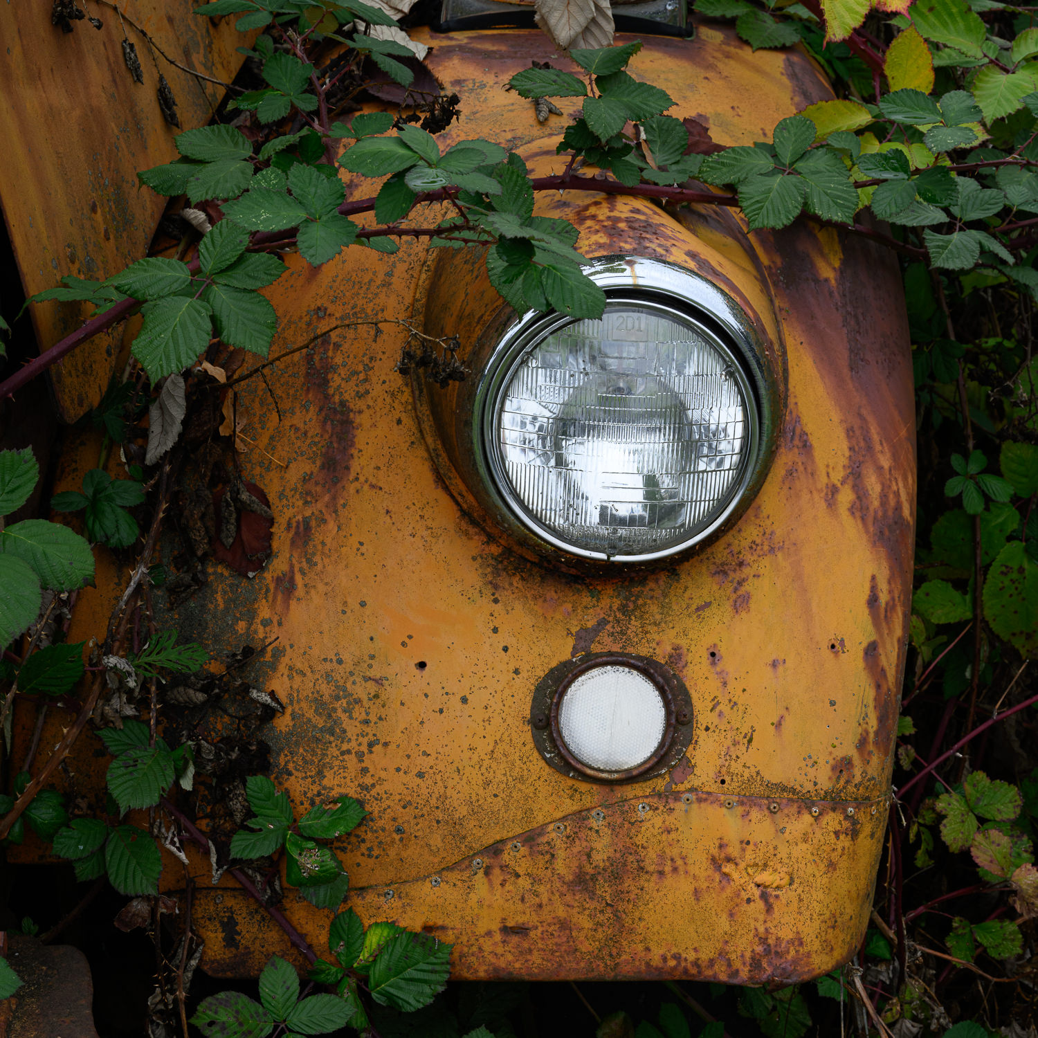 Forgotten in Tillamook